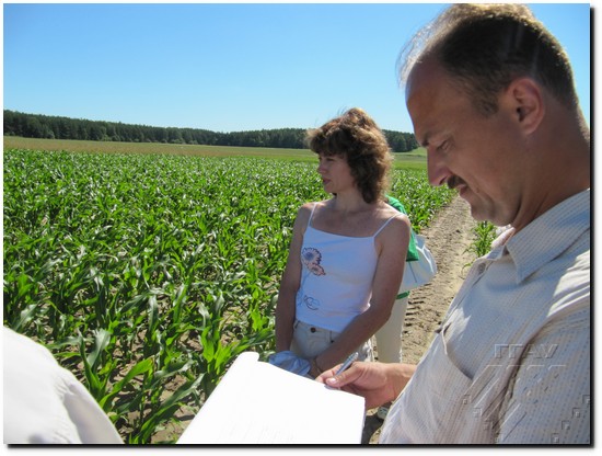 Аб даследаваннях прадуктыўнасці гібрыдаў кукурузы расказвае Рэгіна Янкелевіч