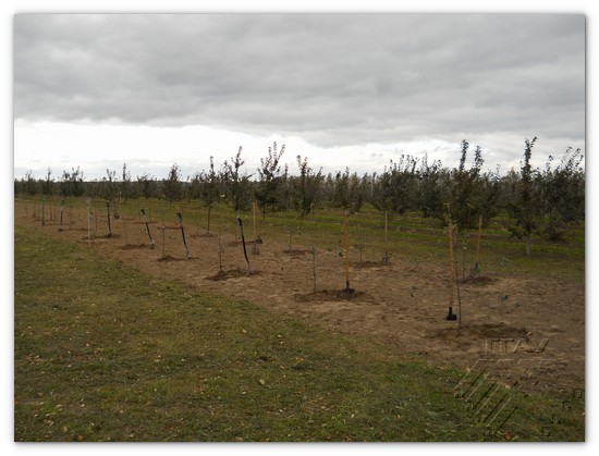 Четыре яблоньки плодовой аллеи были посажены студентами нашего университета по всем правилам агрономической науки