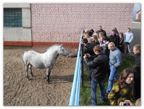 На конно-спортивном комплексе «Табольская будка»