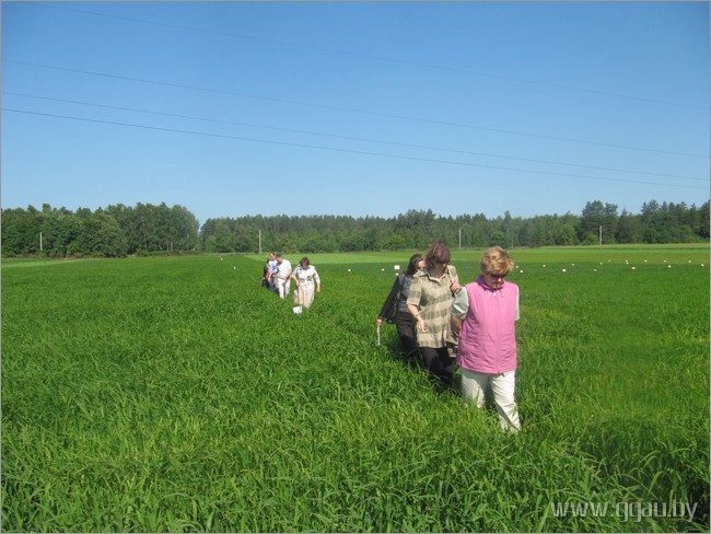 Хадзілі глядзець пасевы пайзы, якая ў гэтым годзе расце на захапленне 