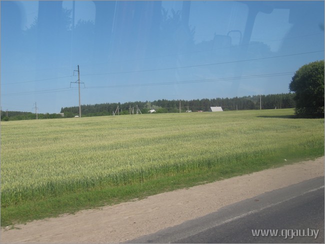 З левага боку шашы з Гродна на Гожу расце пшаніца “Зарыца”