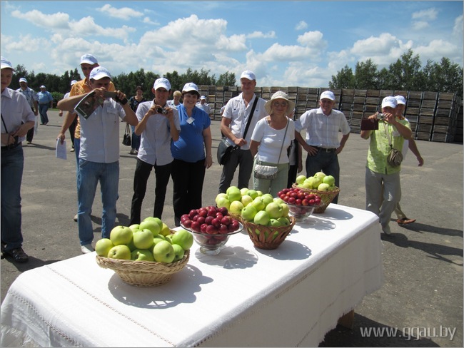 Для яблык яшчэ не час, але белага наліву госці паспрабавалі 