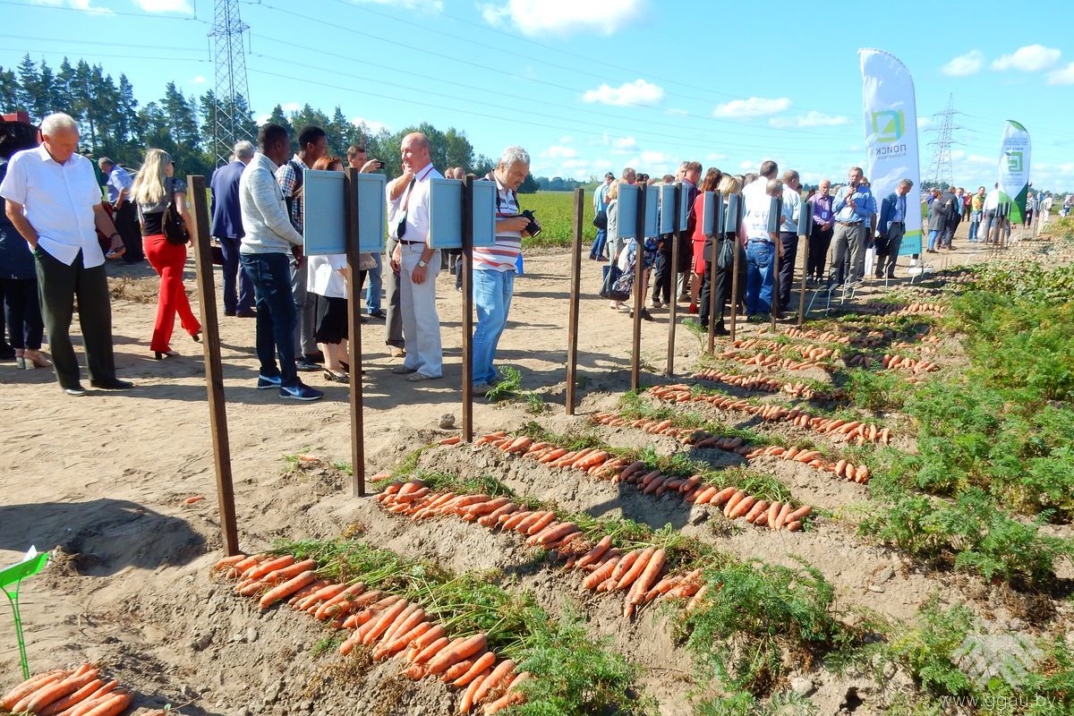 Падчас ацэнкі ўдзельнікамі гатункаў морквы
