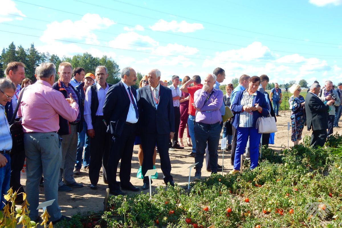 Каля поля з рознымі гатункамі памідор; у цэнтры Аляксандр Аутка і Уладзімір Гракун
