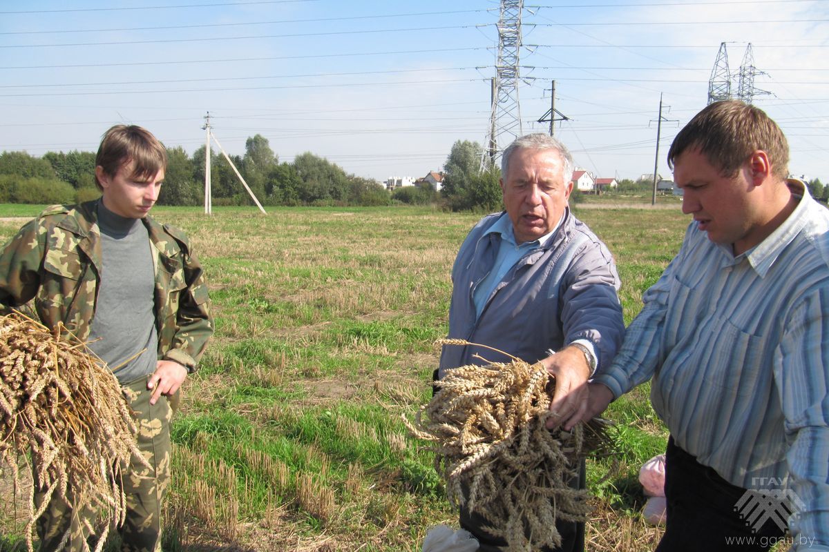 З такіх снапкоў пшаніцы выводзяцца новыя сарты культуры
