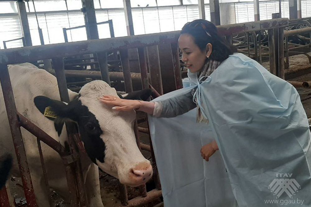 Зухра Нормурадова решила погладить корову на молочно-товарном комплексе 