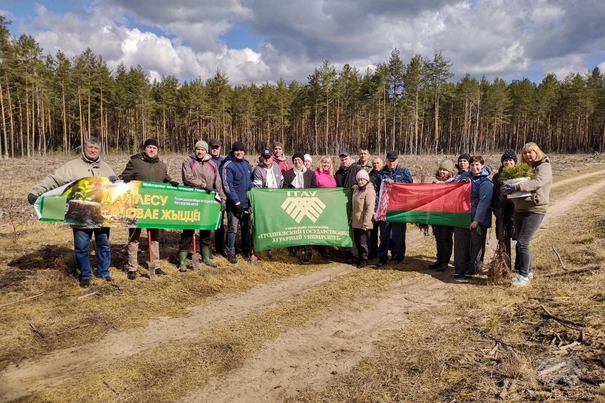 Акция «Дай лесу новае жыццё!» прошла в Скидельском лесхозе Поречского лесничества 