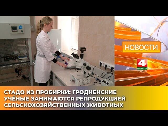 Гродненские учёные занимаются репродукцией сельскохозяйственных животных