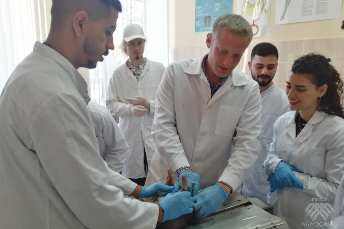 Ветеринарная клиника УО «ГГАУ» в учебном процессе будущих ветеринарных врачей