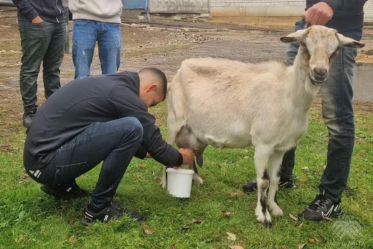 Ознакомительная практика у иностранных студентов ФВМ