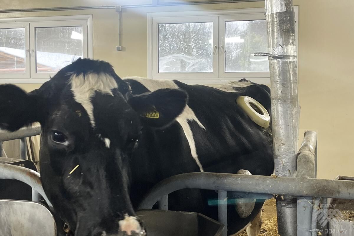 Наука и практика в образовательном процессе будущих ветеринаров