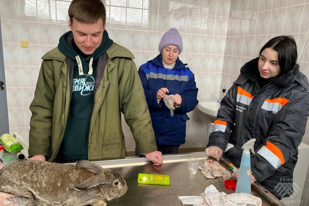 Наука на практике: будущие ветеринары осваивают мастерство отбора проб