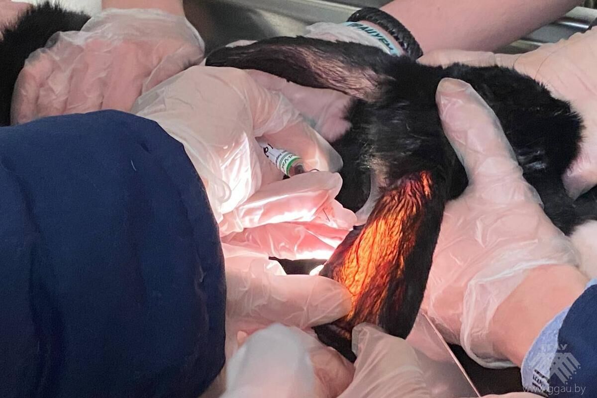 Наука на практике: будущие ветеринары осваивают мастерство отбора проб