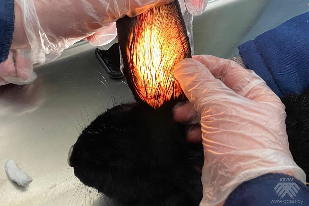 Наука на практике: будущие ветеринары осваивают мастерство отбора проб