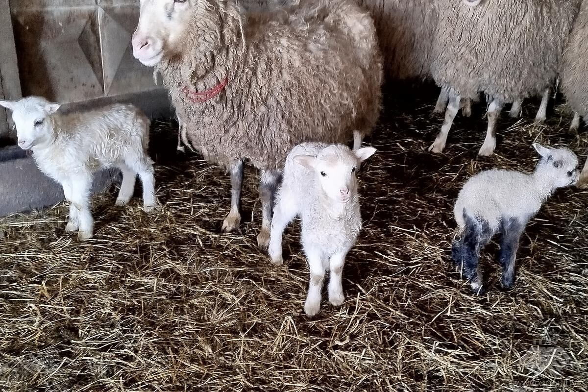 Будущие ветеринары учатся ухаживать за новорожденными животными