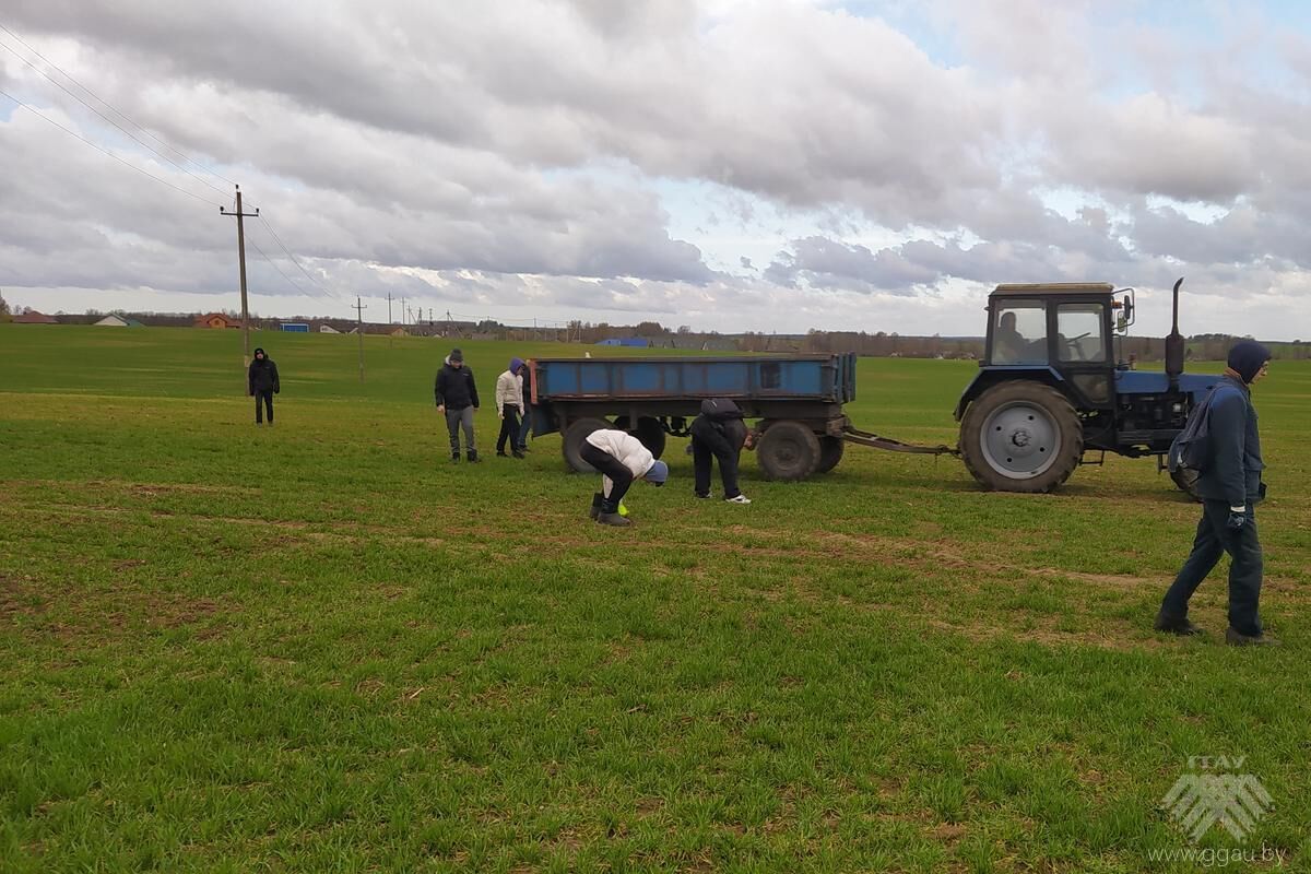 Первокурсники-экономисты вышли на очистку полей