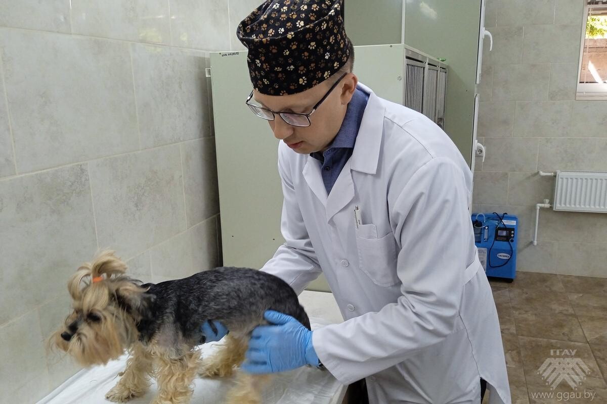 Ветеринарная клиника «UniВетЭксперт» в учебном процессе факультета ветеринарной медицины УО «ГГАУ»