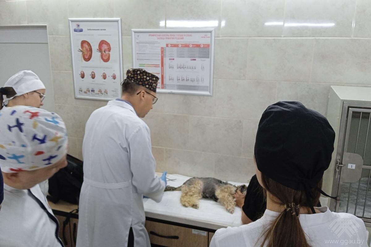 Ветеринарная клиника «UniВетЭксперт» в учебном процессе факультета ветеринарной медицины УО «ГГАУ»