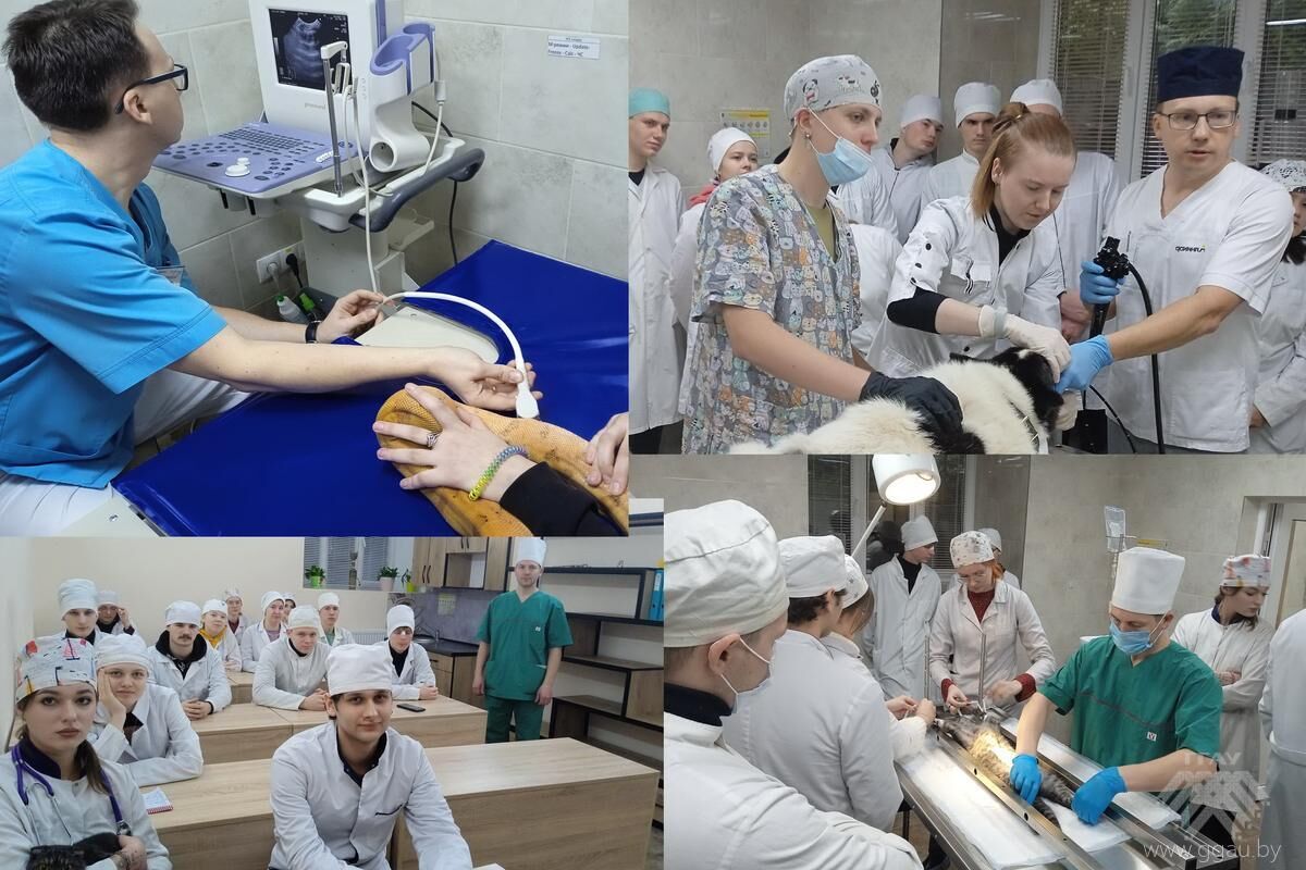 Факультет ветеринарной медицины сегодня