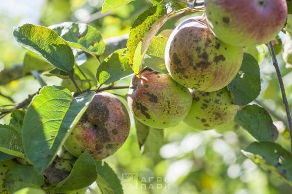 Диагностика болезней плодовых и ягодных культур, методы и средства снижения их вредоносности