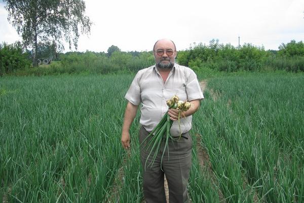Доцент В.Н.. Алексеев в опыте с луком. Изучение эффективности удобрений на основе гуминовых кислот