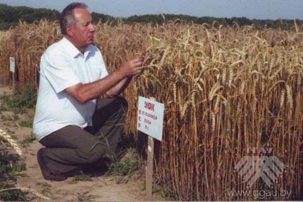 Проведение научных исследований по селекции озимой пшеницы