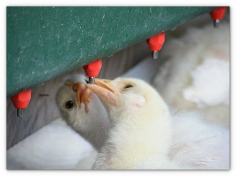 Французские цыплята, за которых остров получил золотую медаль Дании 2009 за лучшее экологическое мясо